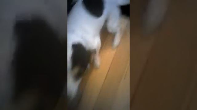 My dog dex смотреть онлайн
