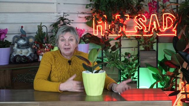 Чернеют листья Фикуса ✔️ Чем болеет Фикус смотреть онлайн