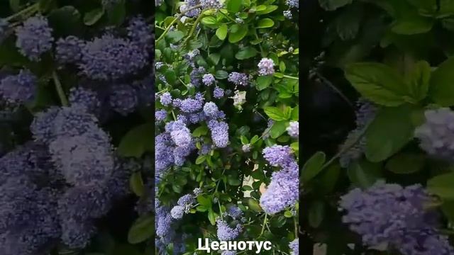 Цеанотус смотреть онлайн