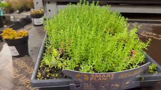 Plant Shopping at Lowes & Home Depot Lets see what they have in stock! LateNight Houseplant Shoppin смотреть онлайн