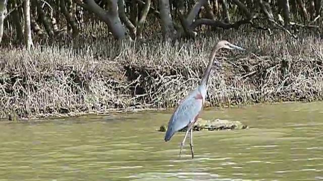 Goliath Heron & Crocodile смотреть онлайн