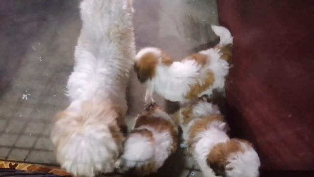 What is 5 IN 1 VACCINE for Dogs? | Celine Tubalinal смотреть онлайн