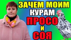 Зачем моим курам ПРОСО и СОЯ. Вечернее кормление кур.