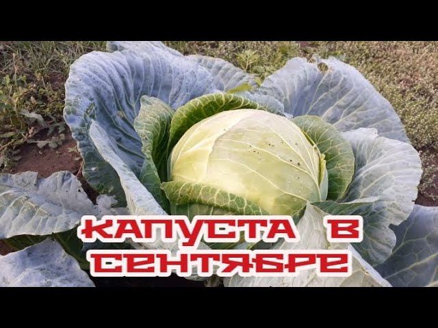 наша капуста в сентябре.... смотреть онлайн