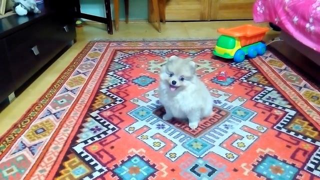 Шпицулька , девочка 2 месяца смотреть онлайн