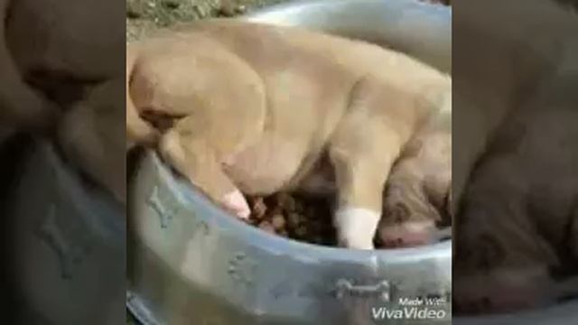 Собаки спят. Смешно. Мило. смотреть онлайн