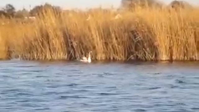 Лебеди в Северном Крыму январь 2023 смотреть онлайн