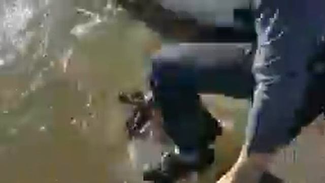 Шок тюлень напал на девочку смотреть онлайн