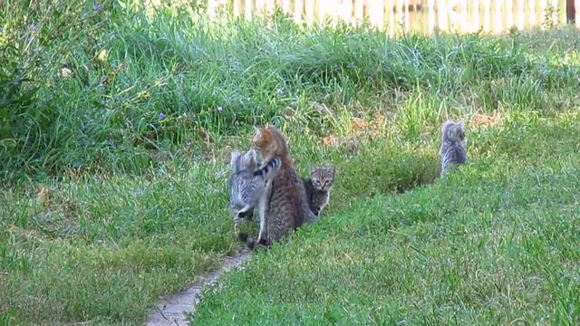 Кошка с котятами на пляже в Курске. смотреть онлайн