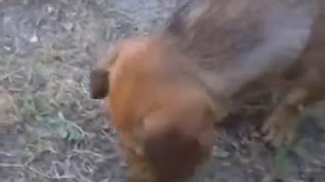 СОБАКА ГРЫЗЁТ КОСТОЧКУ