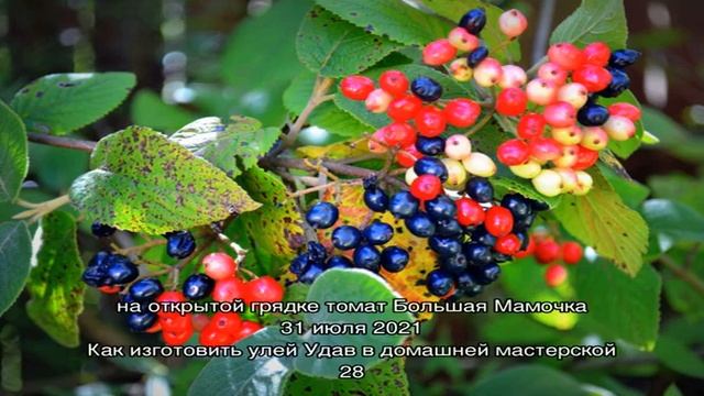 Калина гордовина – оригинальный съедобный многолетник в вашем саду смотреть онлайн