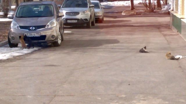 коты механики. кот чудик с бинтом. смотреть онлайн