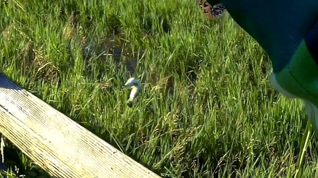 Пруд 沉澱池, 大溪區, Тайвань. Пятнистый змееголов (鱧魚). 2016/06. смотреть онлайн