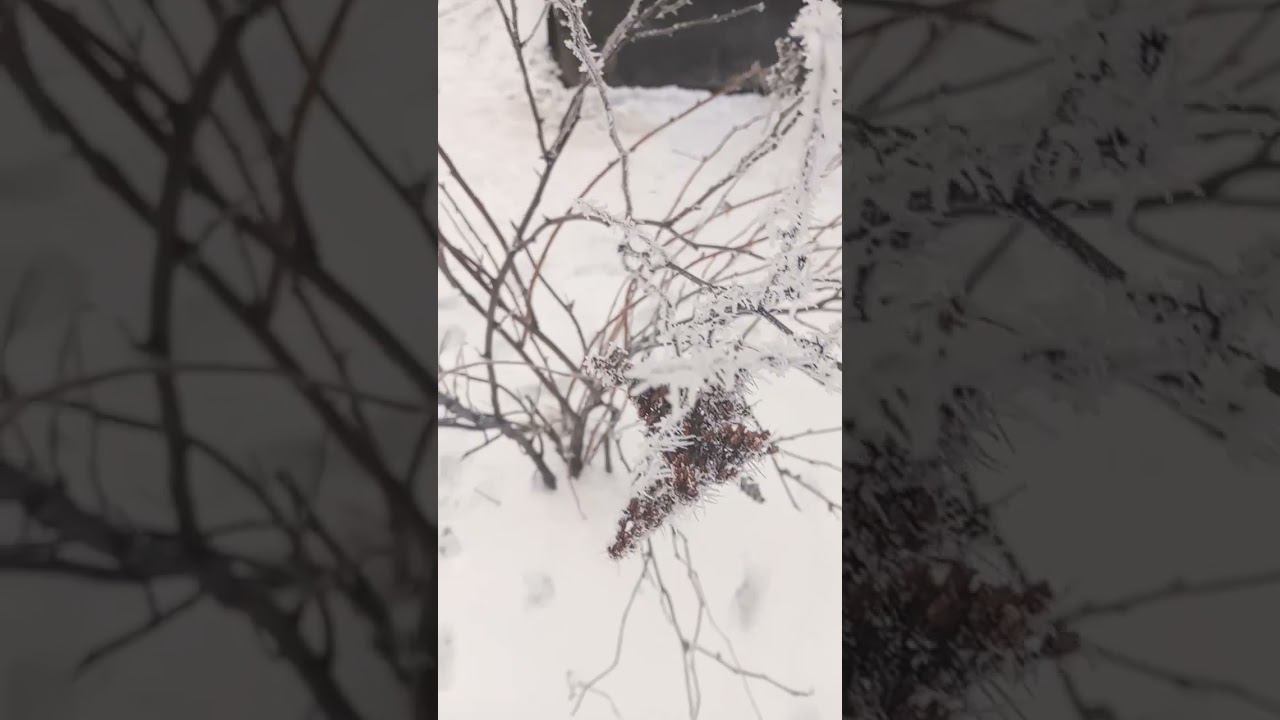 как снимает хонор 8А