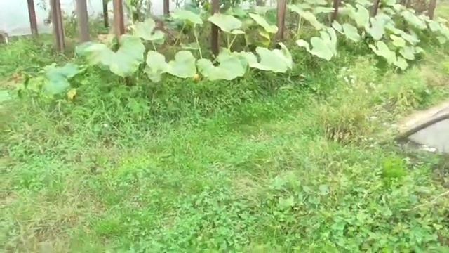 Начало зимнего сезона в заглубленной теплице . смотреть онлайн