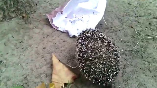 Ёж живет в городе и кушает мороженное смотреть онлайн