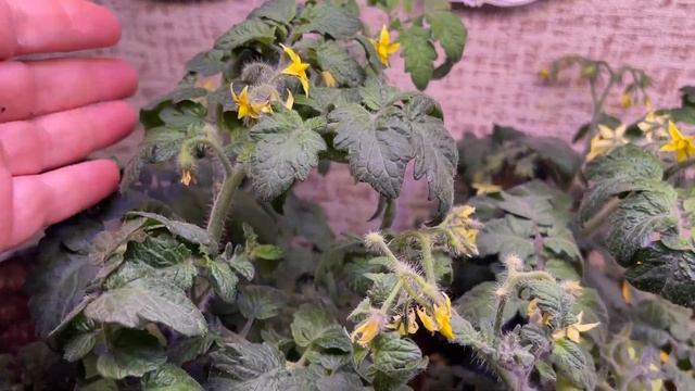 ПОРА ЗАВОДИТЬ ДОМАШНИЙ ОГОРОД смотреть онлайн