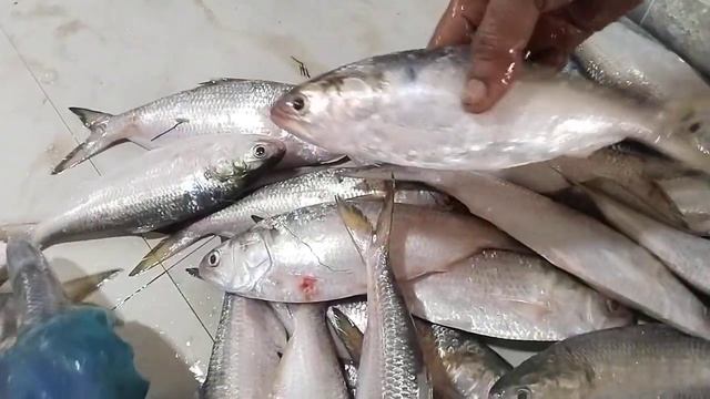 আবারো শুরু হলো ইলিশের মেলা смотреть онлайн