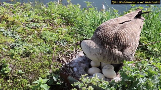 Когда он разбил ЯЙЦ0, то не поверил своим глазам! ФЕРМЕР в ступоре от этого явления! Что это такое? смотреть онлайн