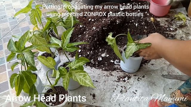 VARIEGATED SYNGONIUM ARROW HEAD PLANTS | FIVE FINGERS (Syngonium angustatum) INDOOR PLANTS смотреть онлайн