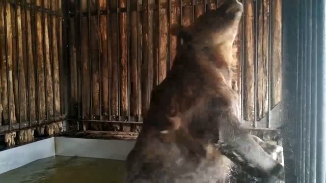 В Самарском зоопарке показали, как купается медведь смотреть онлайн