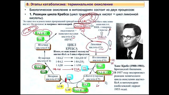 Биохимия за 3 лекции. Динамическая биохимия смотреть онлайн