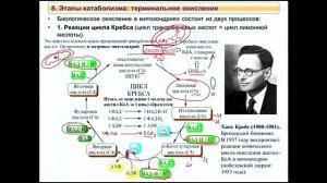 Биохимия за 3 лекции. Динамическая биохимия