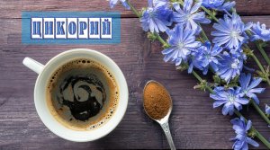 Делаем напиток из цикория. Лечебные свойства и противопоказания.