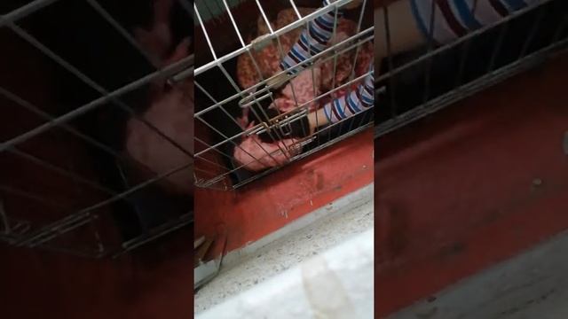 Лечим дикого бездомного кота от подкожного клеща смотреть онлайн