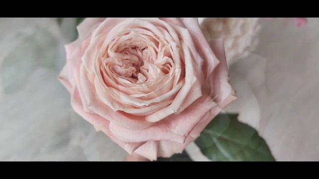 YUI & HINA ROSE plants sisters by WABARA Rose Farm KEIJI Kunieda 和バラ 結 + ひな Hybrid Tea Wedding Rose смотреть онлайн