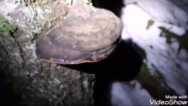 Survival/Night foraging wild mushrooms in the snowy hills of a mountain. смотреть онлайн