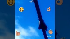 Серпатые голуби. Донецкая область