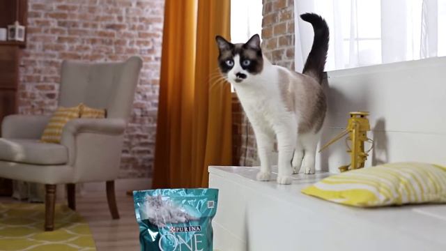 Purina One. Тестирование корма.