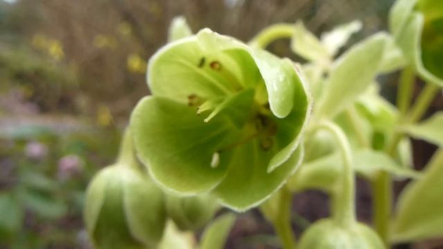 Stinking hellebore - Helleborus foetidus - Græn Jólarós - Garðagróður смотреть онлайн