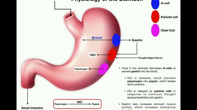 Anatomy & Physiology of the Stomach смотреть онлайн