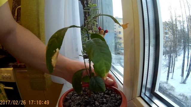 Выращивание лимона из косточки 3 смотреть онлайн