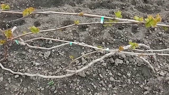 Виноградный сезон начинается: личные наблюдения смотреть онлайн