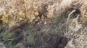 Фишер ф75 тест на 5к 1796г