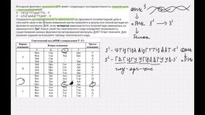 Решение задач на биосинтез белка. Замена аминокислоты. Задание 28 ЕГЭ по биологии