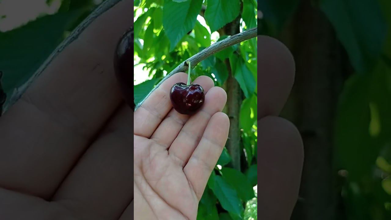 черешня сорта Прощальная смотреть онлайн