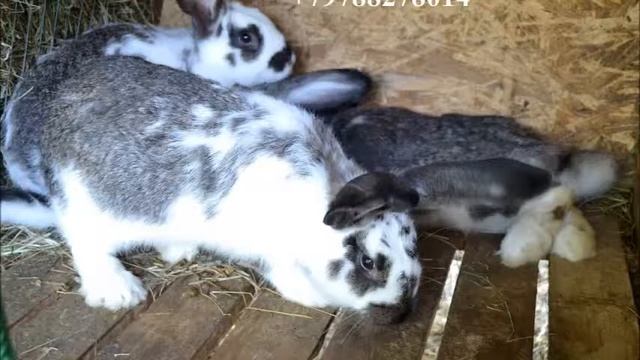 Кролики в селе Голубинка Бахчисарайского района смотреть онлайн