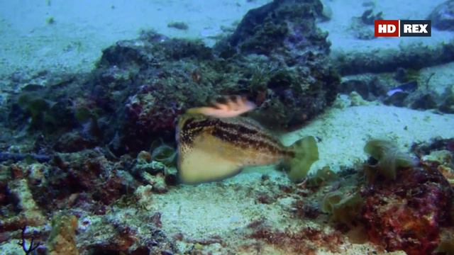 Как происходит процесс ухаживания у представителей семейства Монакантовые и Губановые (Labridae) ? смотреть онлайн