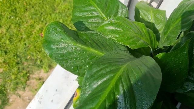 СПАТИФИЛЛУМ НЕ УЗНАТЬ - просто попробуйте такой способ полива! смотреть онлайн