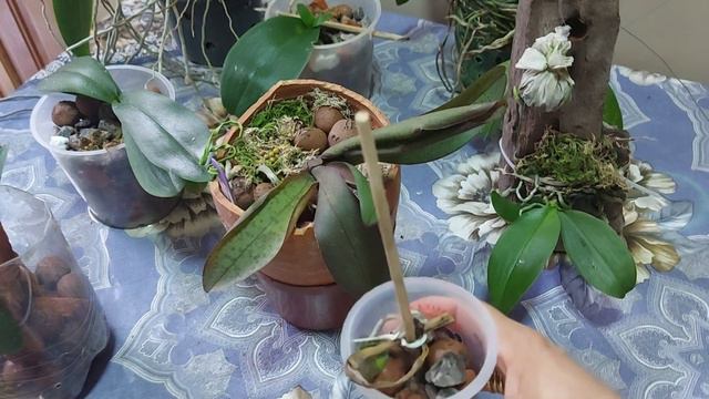 Phalaenopsis joy spring canary PORQUE ELA MORREU❓️A experiência que eu tive com essa orquídea🥺🥺 смотреть онлайн