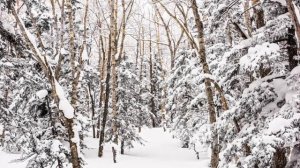 TV Art | Winter Wallpaper | Frame TV Screensaver | Smart TV Background Art | 2 Hours | 4K UHD