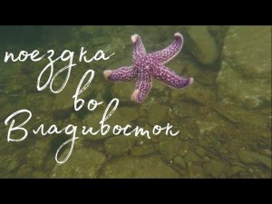Из японского моря в морской аквариум