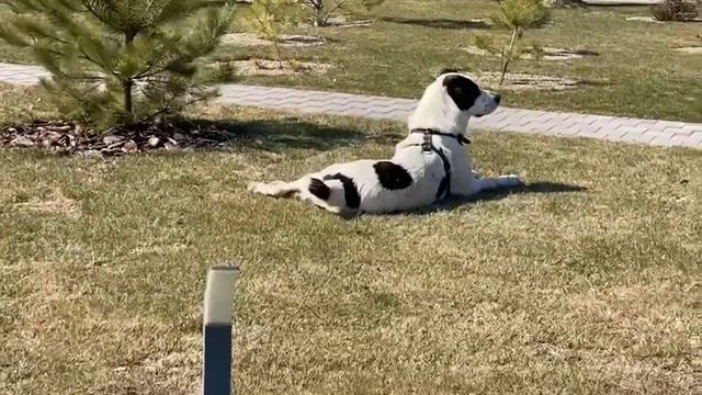 РАМС 1.5 года сын БУРАНА и ЗАРЫ , выпускник питомника АЗОВСКИЙ ДОЗОР, кайфует парень…..