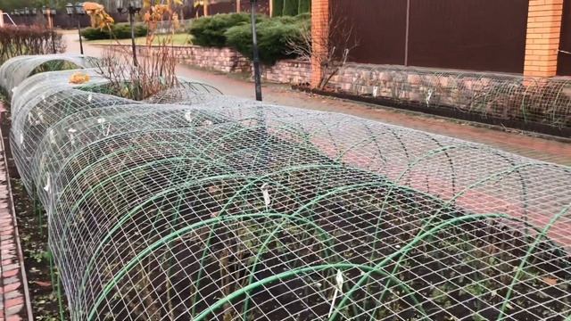 Розы. Заказы роз сорваны. Разочарование и ажиотаж....??? смотреть онлайн