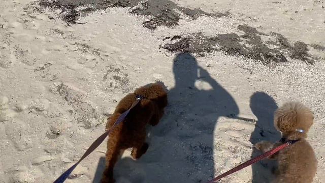 今日のさんぽ　toy poodle　іграшковий пудель смотреть онлайн
