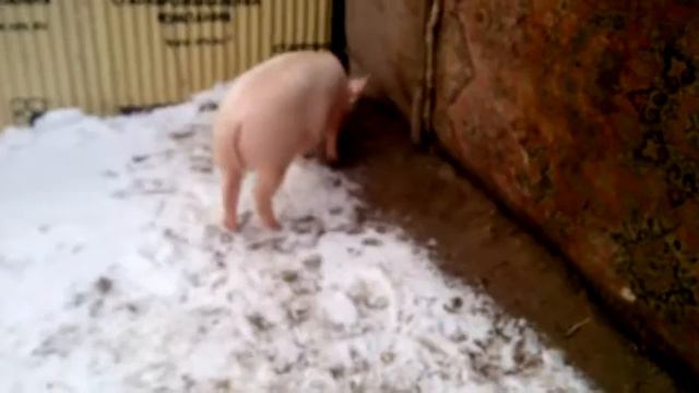 Наш первый поросёнок. Наш первый опыт смотреть онлайн